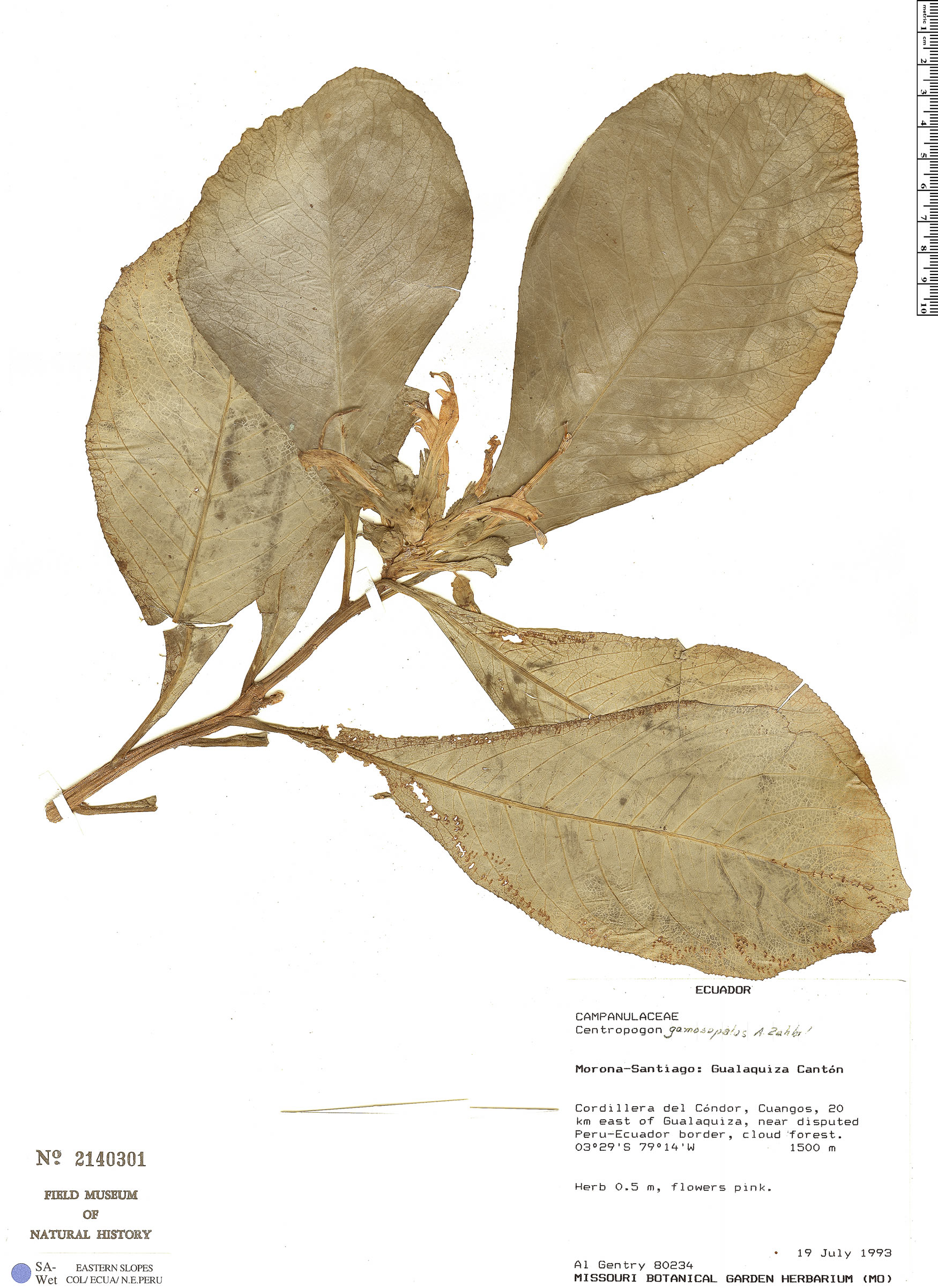 Centropogon gamosepalus image