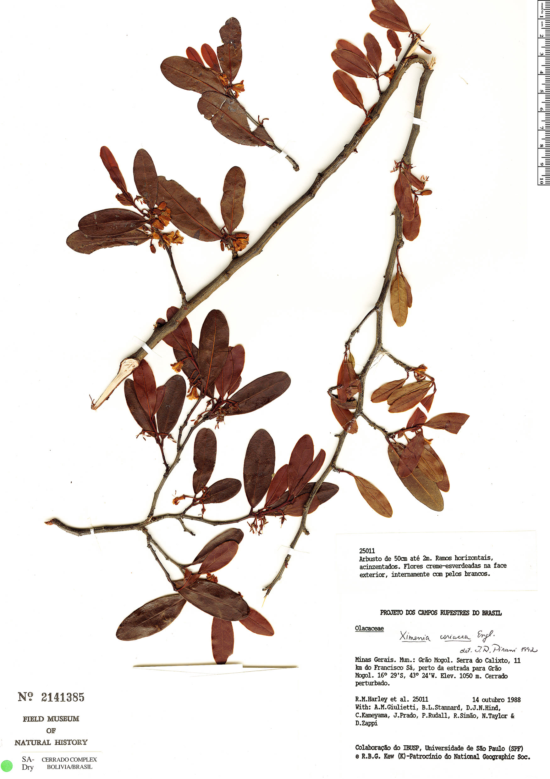 Ximenia coriacea image