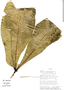 Anthurium pseudoclavigerum image