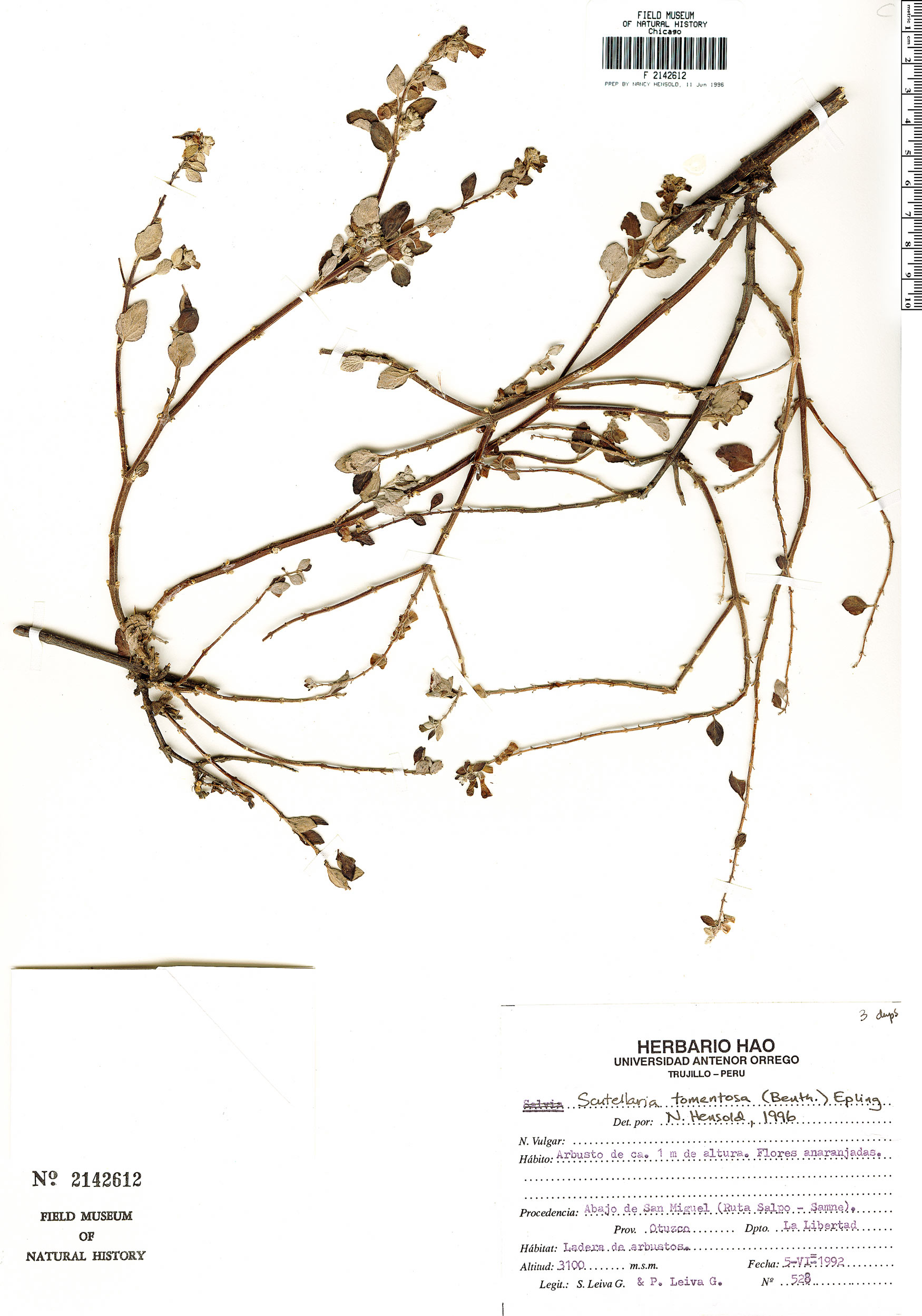 Scutellaria tomentosa image