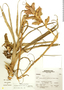 Tillandsia latifolia var. divaricata image