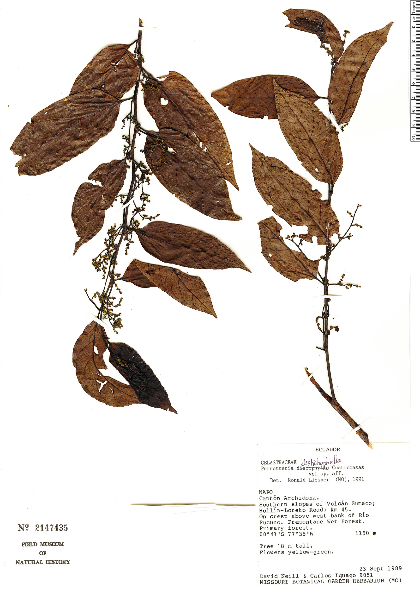 Perrottetia distichophylla image