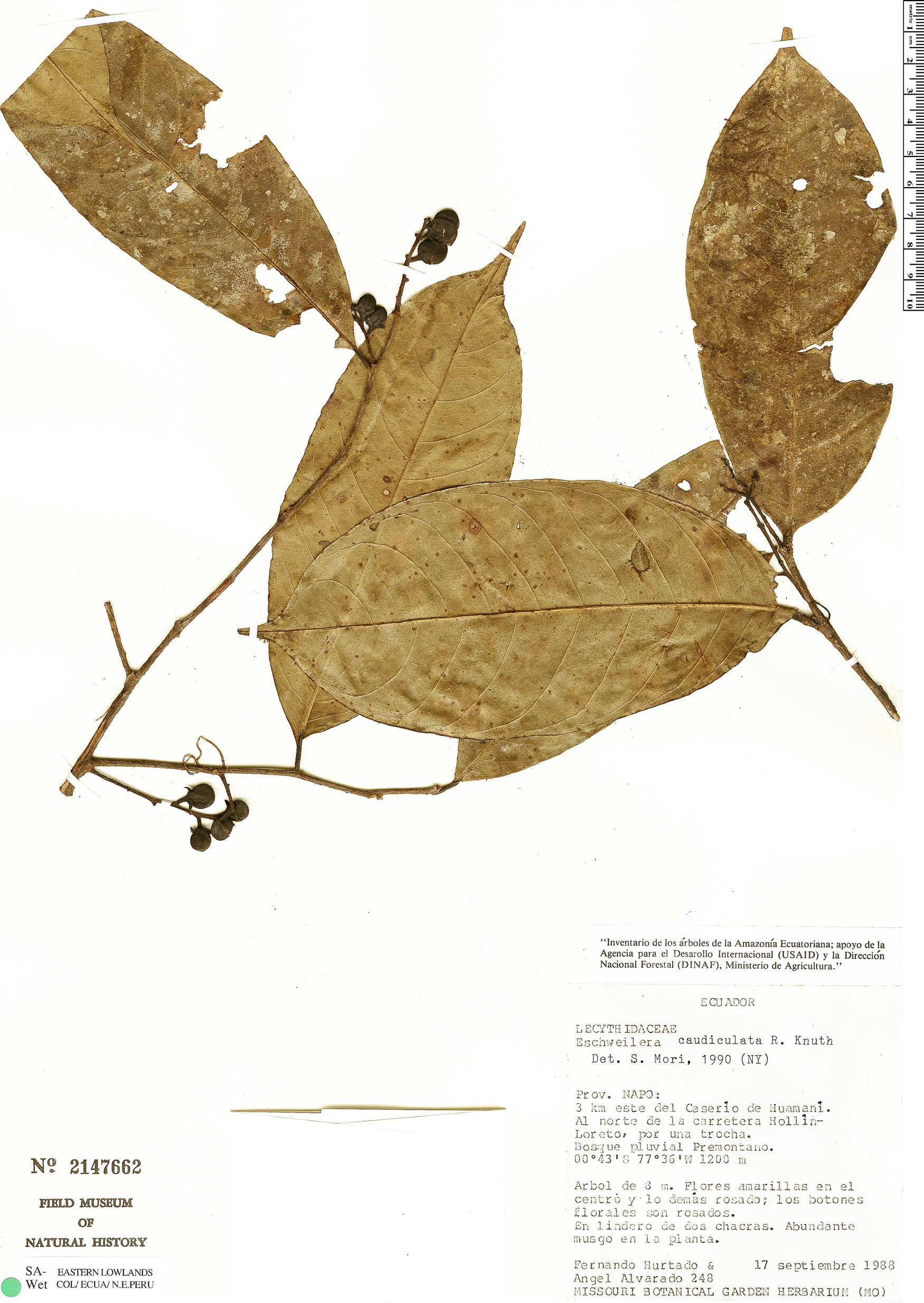 Eschweilera caudiculata image