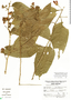 Cestrum fasciculatum image