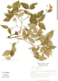Bouvardia cordifolia image