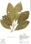 Acalypha cuneata image