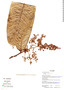 Licania longipedicellata image