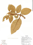 Solanum leucopogon image
