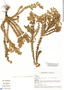 Lachemilla galioides image