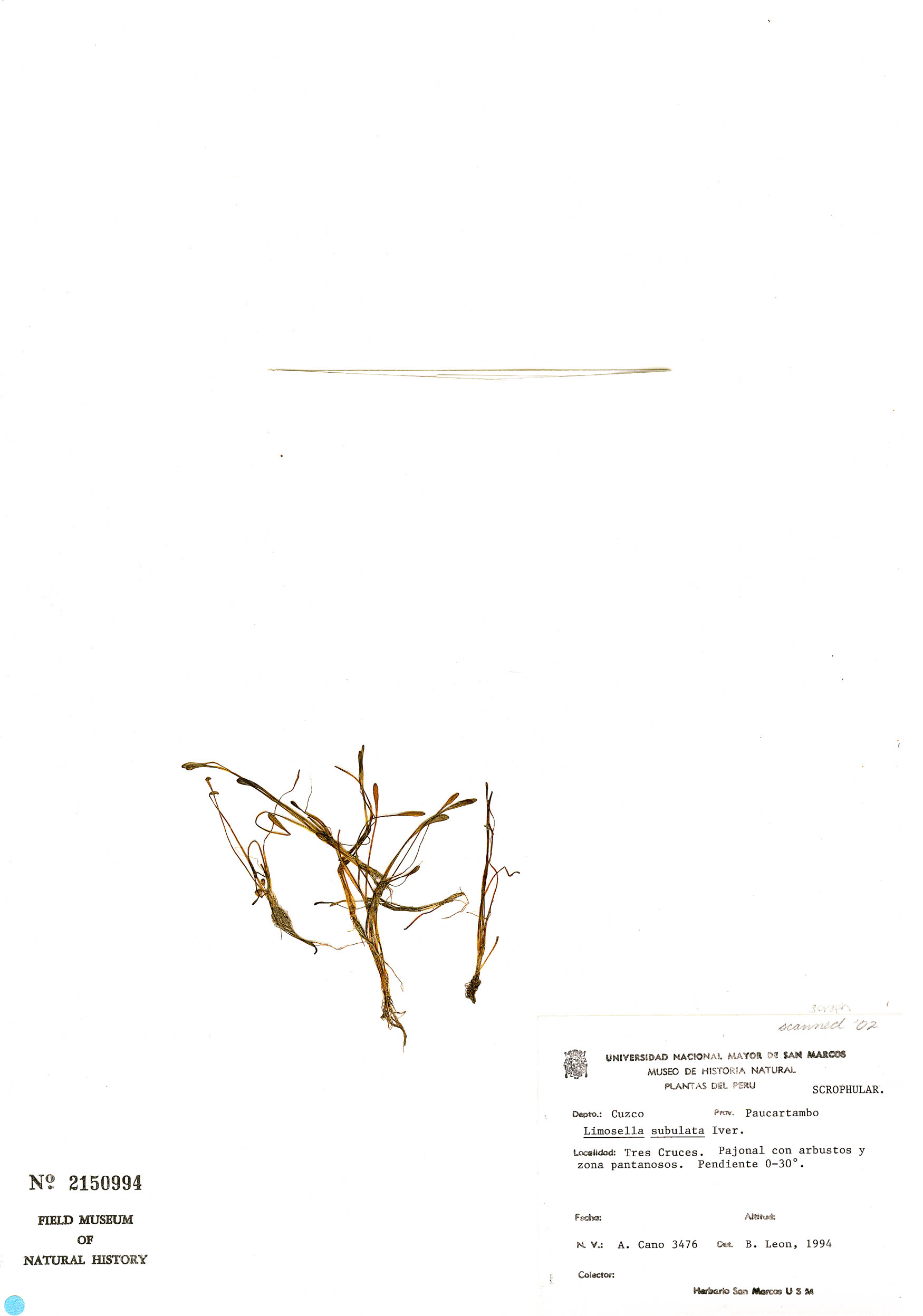 Limosella subulata image
