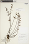 Aleuritopteris bicolor image