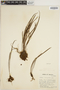 Haplopteris malayensis image