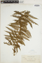 Pteris tripartita image