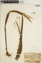 Haplopteris scolopendrina image