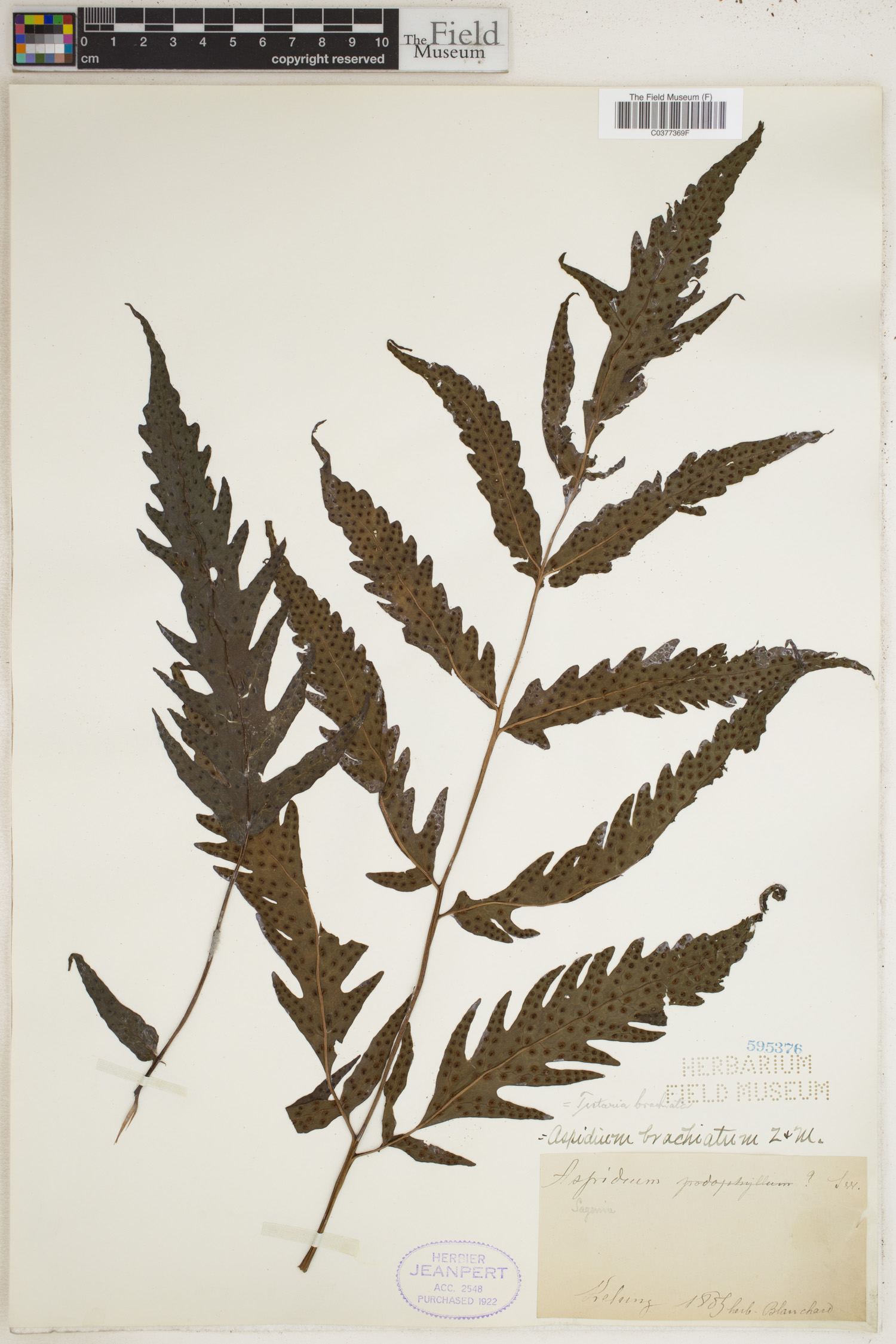 Tectaria brachiata image