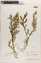 Selaginella meridensis image