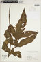 Tectaria decurrens image