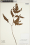 Tectaria latifolia image