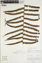 Sphaerostephanos subtruncatus image