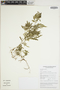 Selaginella intermedia image