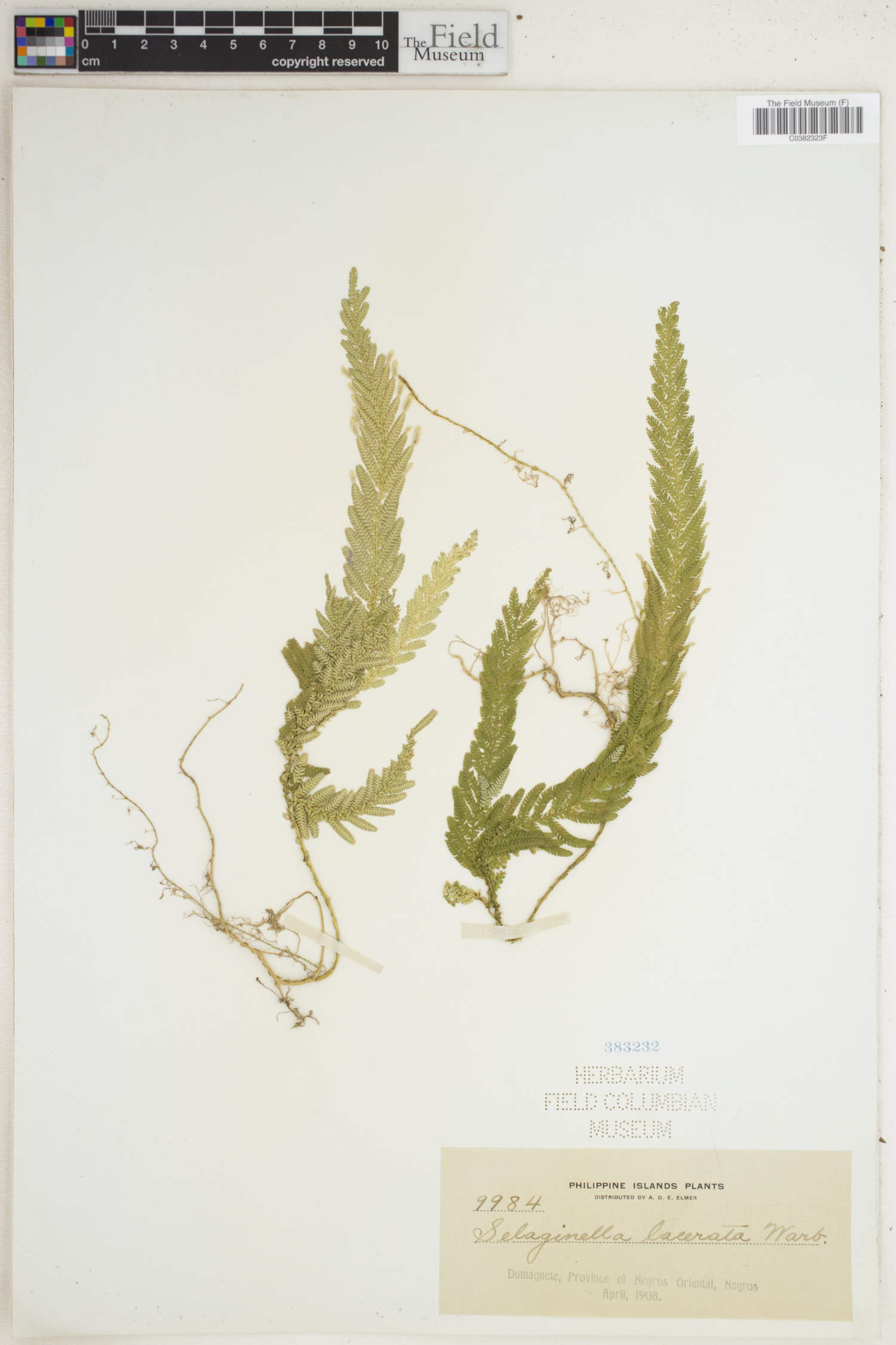 Selaginella lacerata image