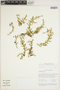 Selaginella praetermissa image