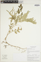Selaginella pseudopaleifera image