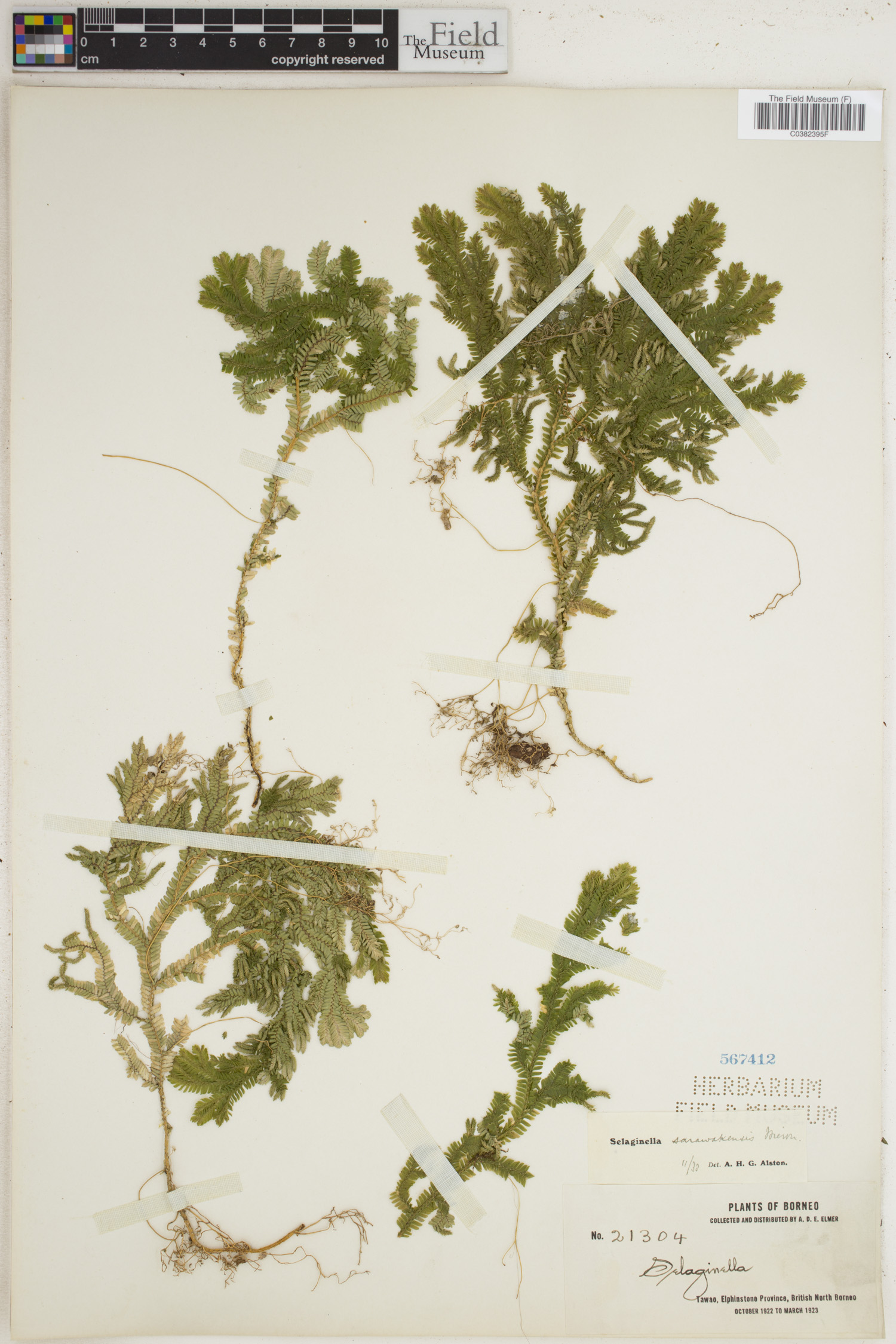 Selaginella sarawakensis image