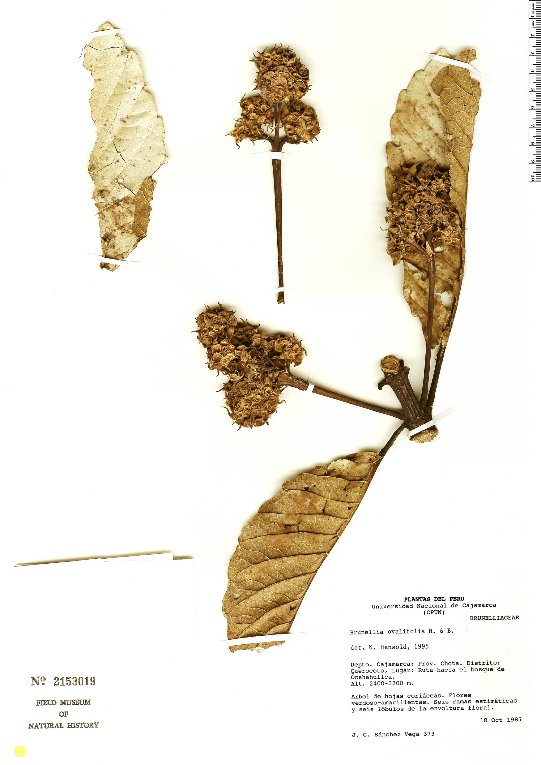 Brunellia ovalifolia image