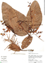 Symmeria paniculata image