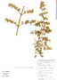 Clinopodium bolivianum image