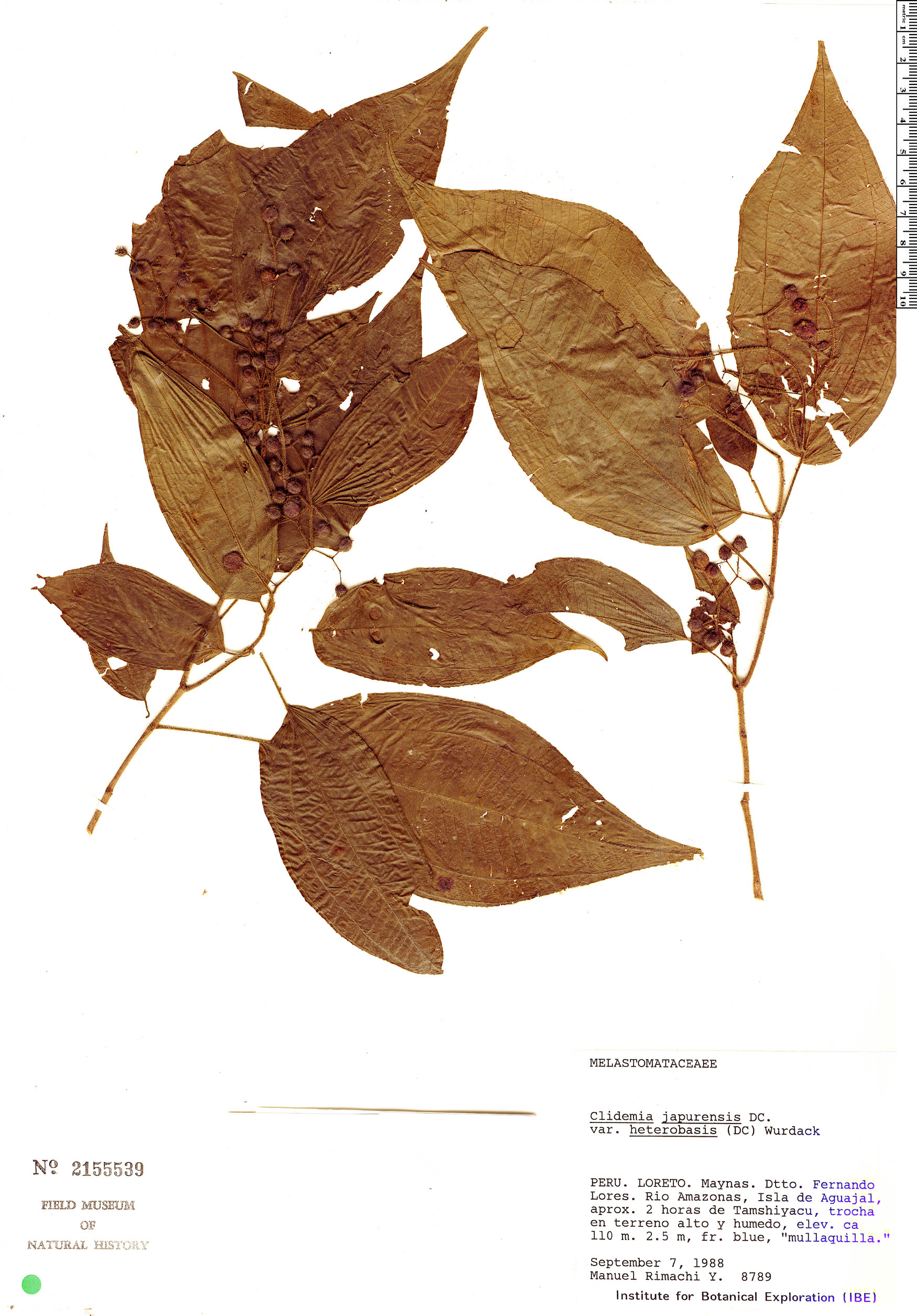 Clidemia japurensis image