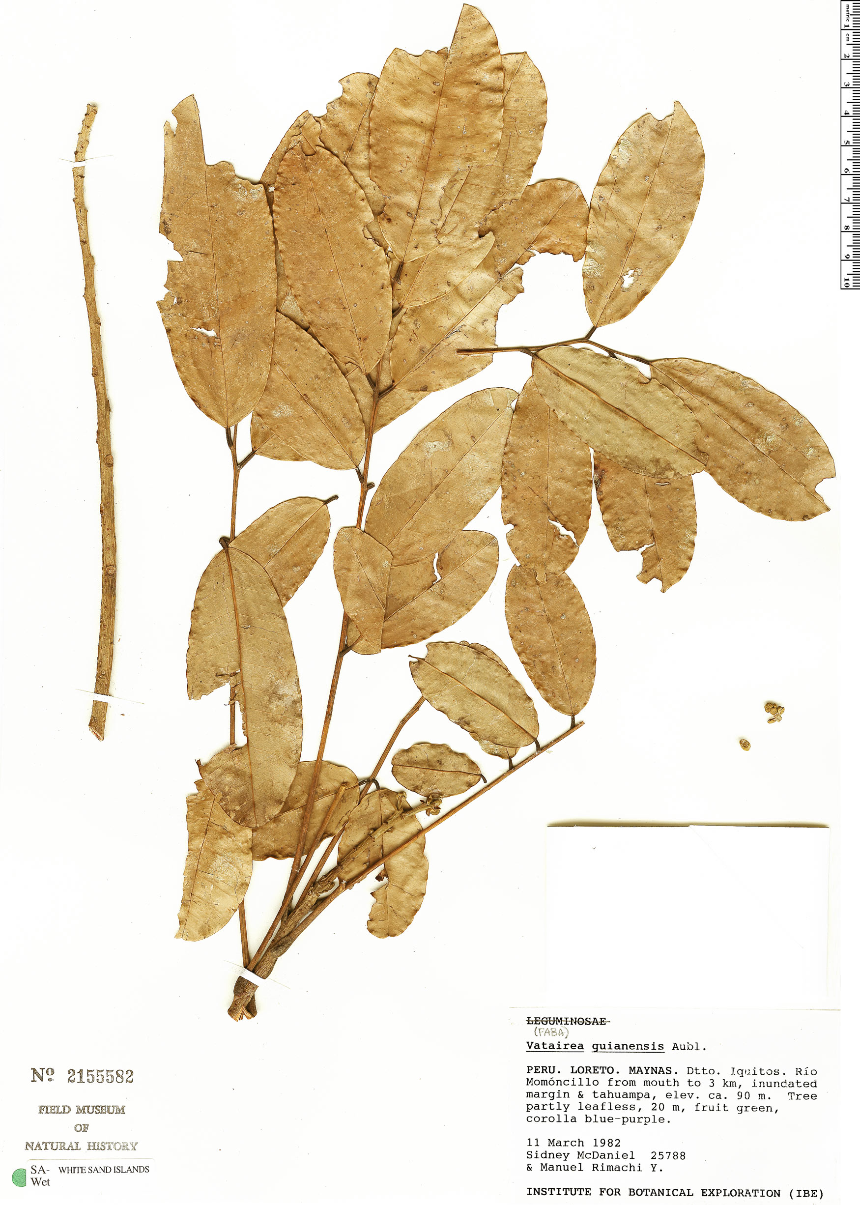 Vatairea guianensis image