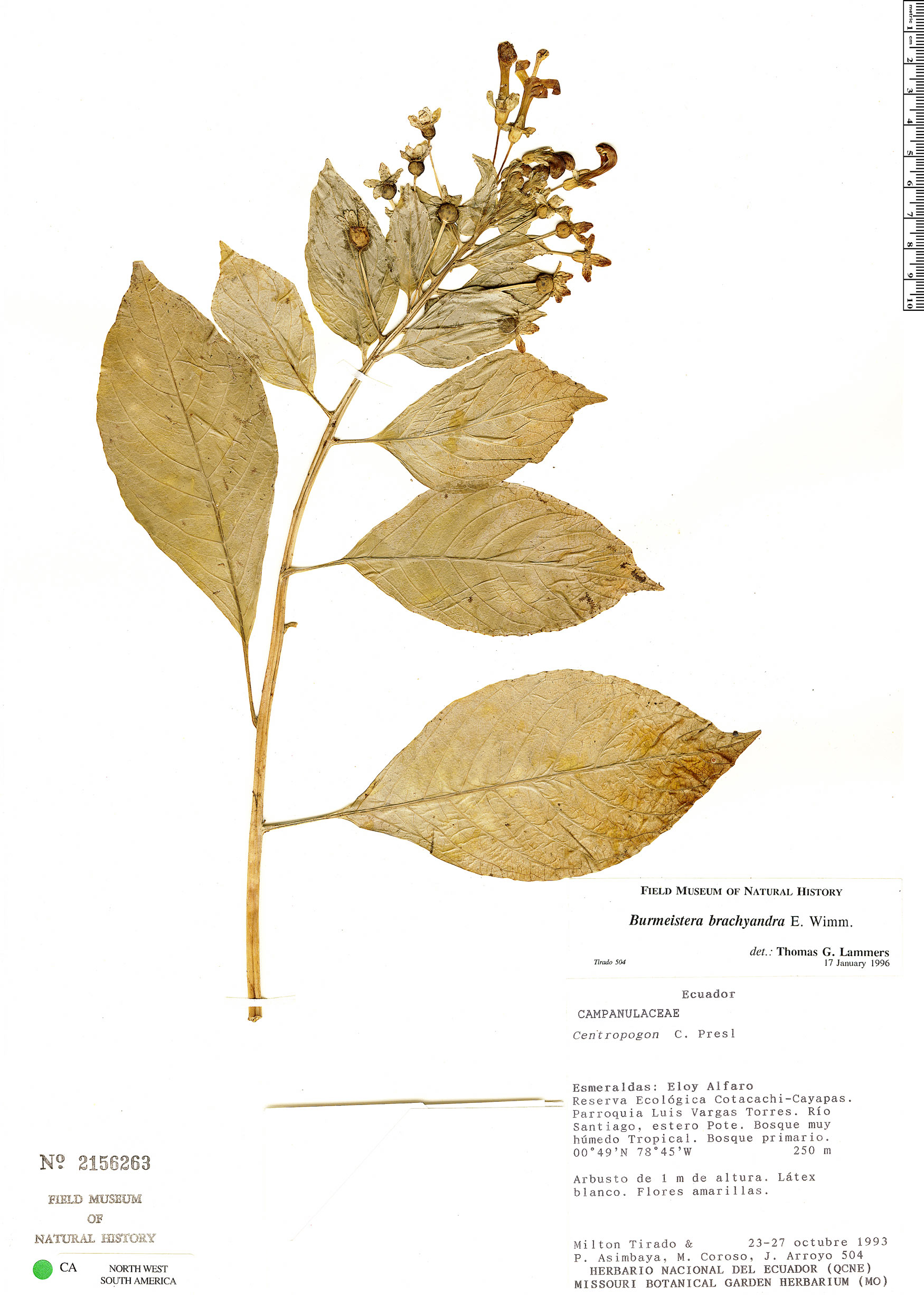 Burmeistera brachyandra image