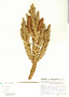 Araucaria angustifolia image