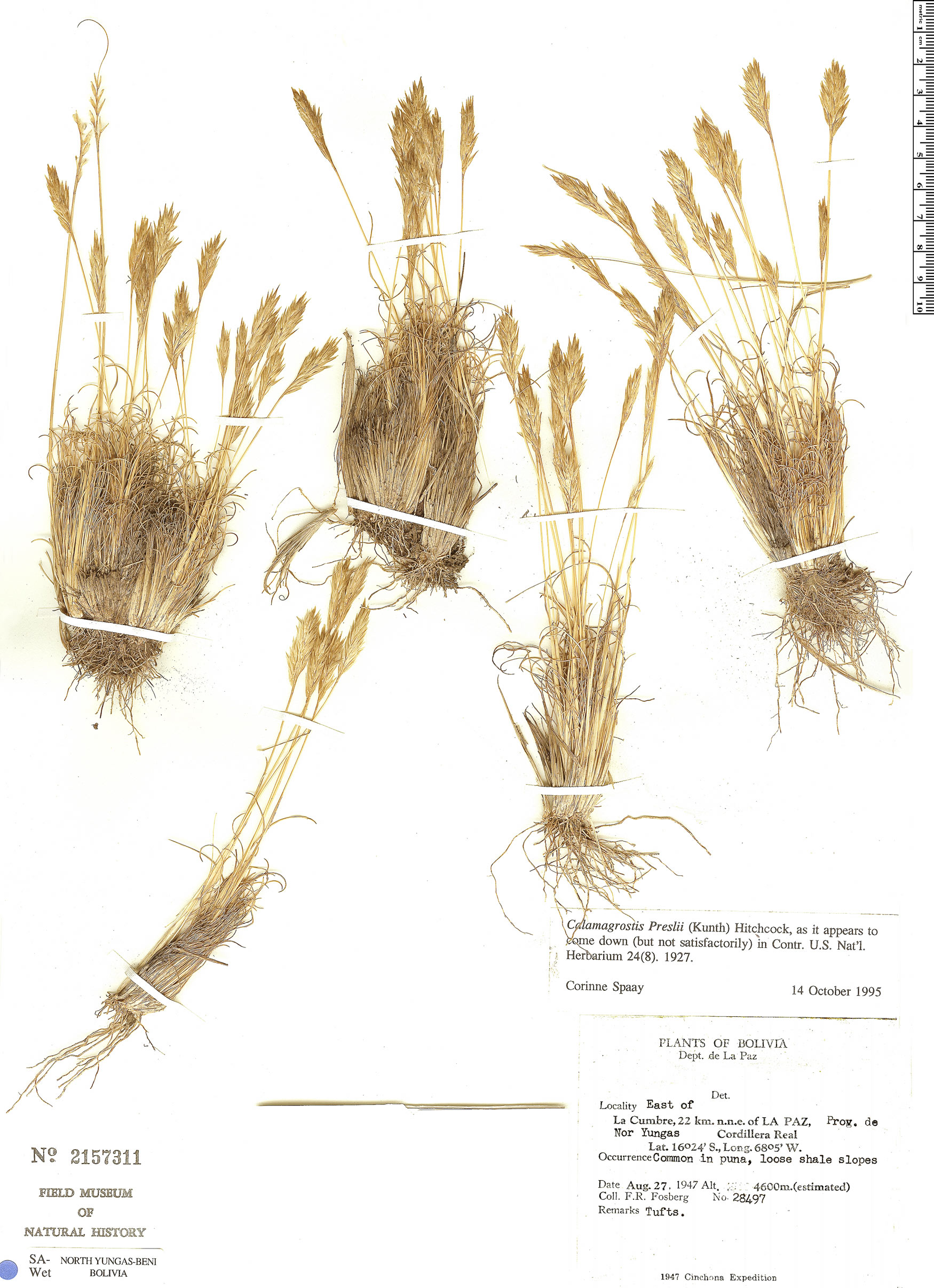 Calamagrostis preslii image
