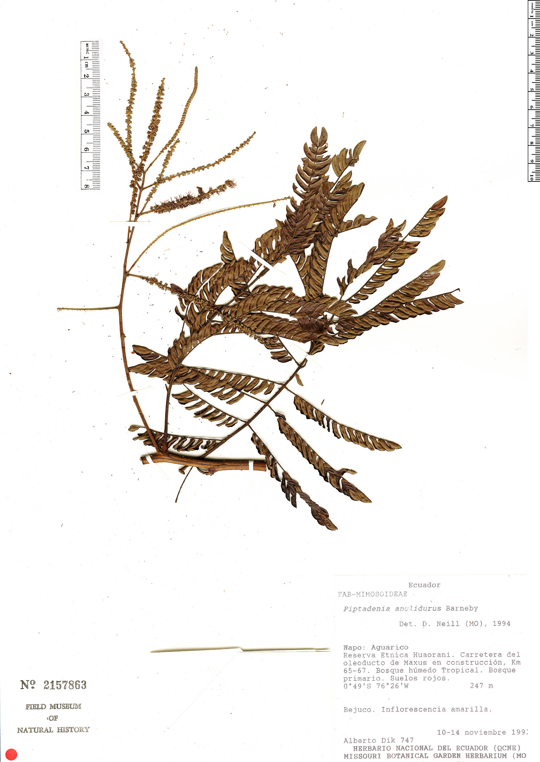 Piptadenia anolidurus image