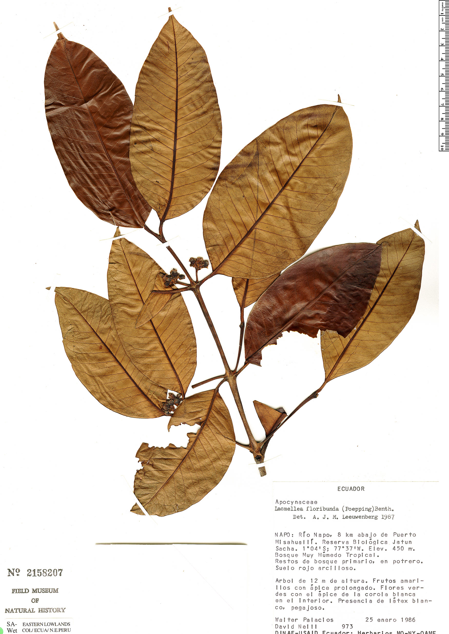 Lacmellea macrantha image