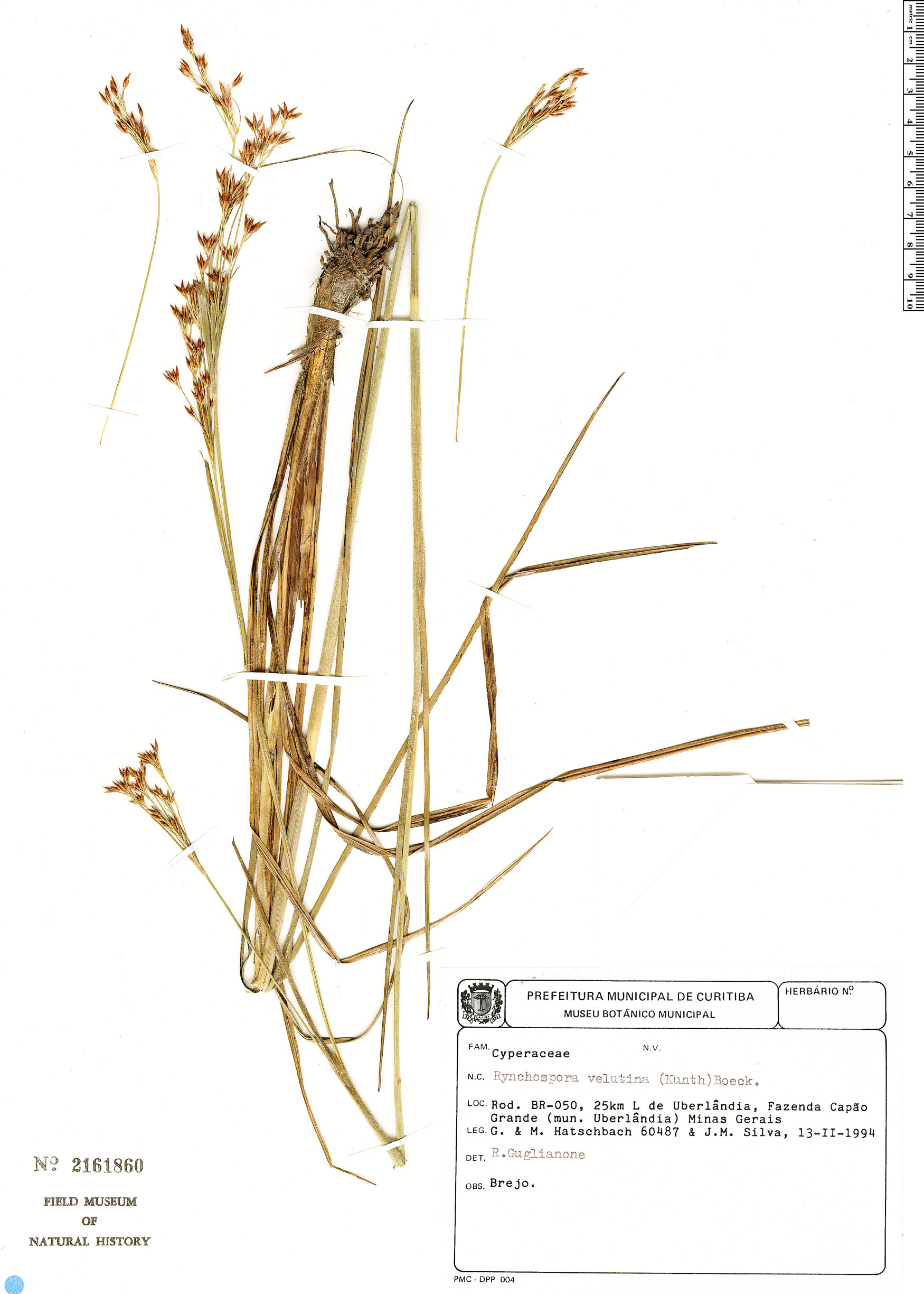 Rhynchospora velutina image