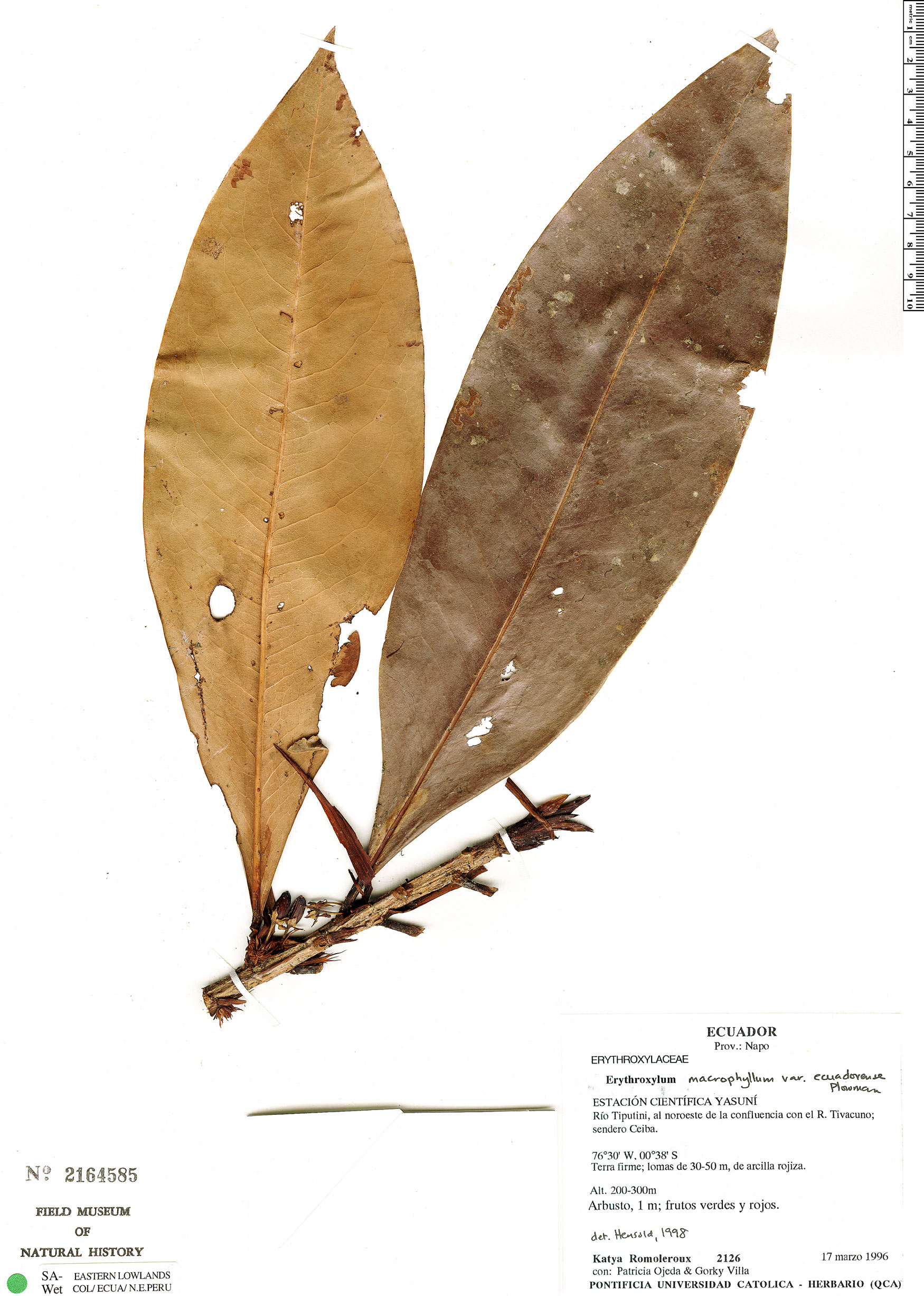 Erythroxylum macrophyllum var. ecuadorense image