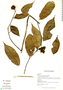 Annona glomerulifera image