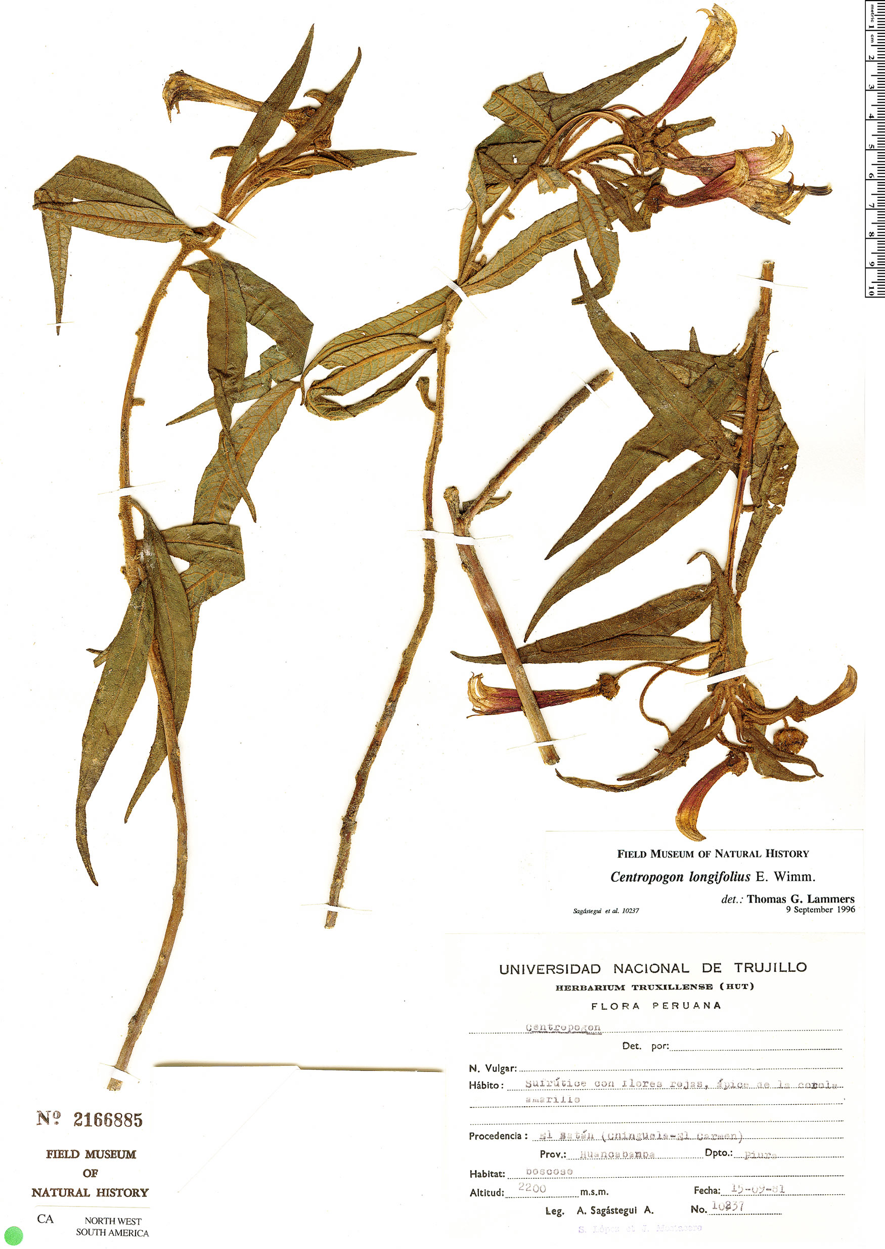 Centropogon longifolius image