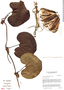 Aristolochia cymbifera image