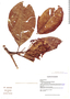 Tessmannianthus heterostemon image