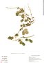 Poiretia punctata image