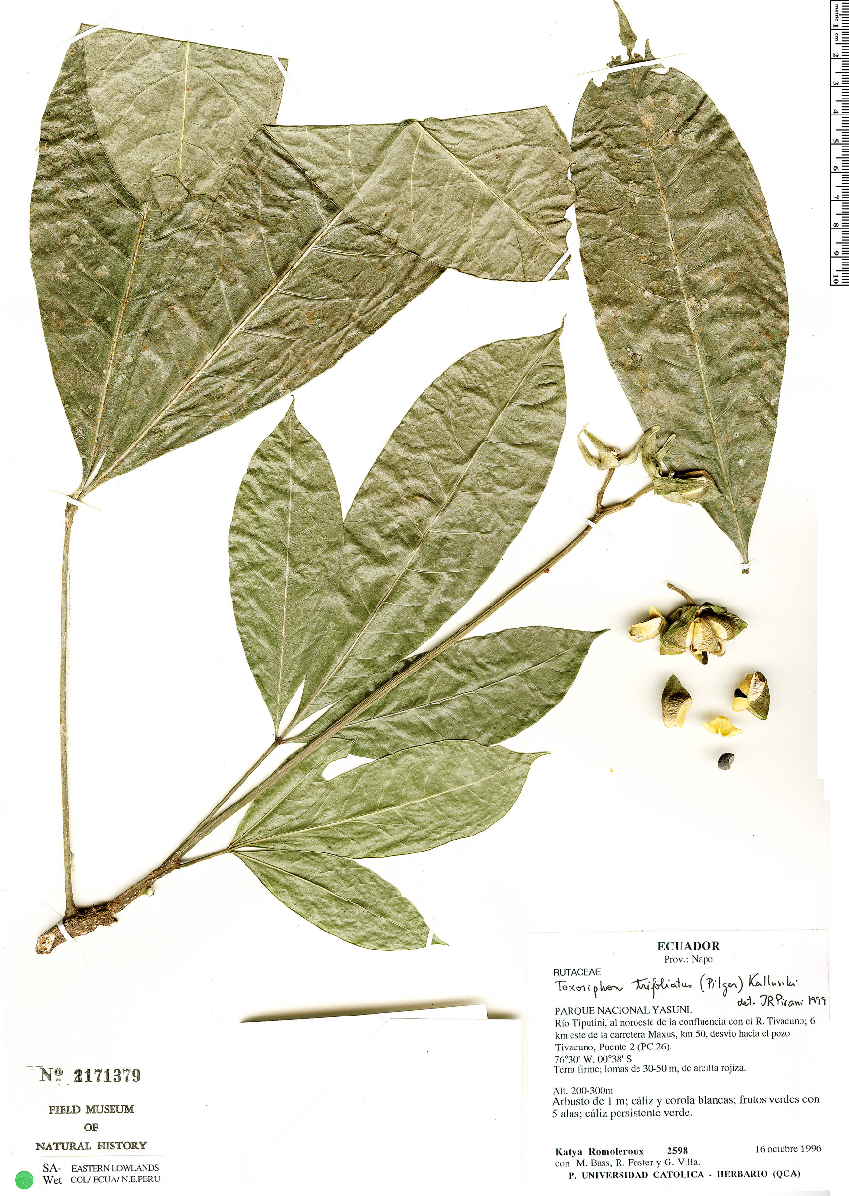 Toxosiphon trifoliatus image