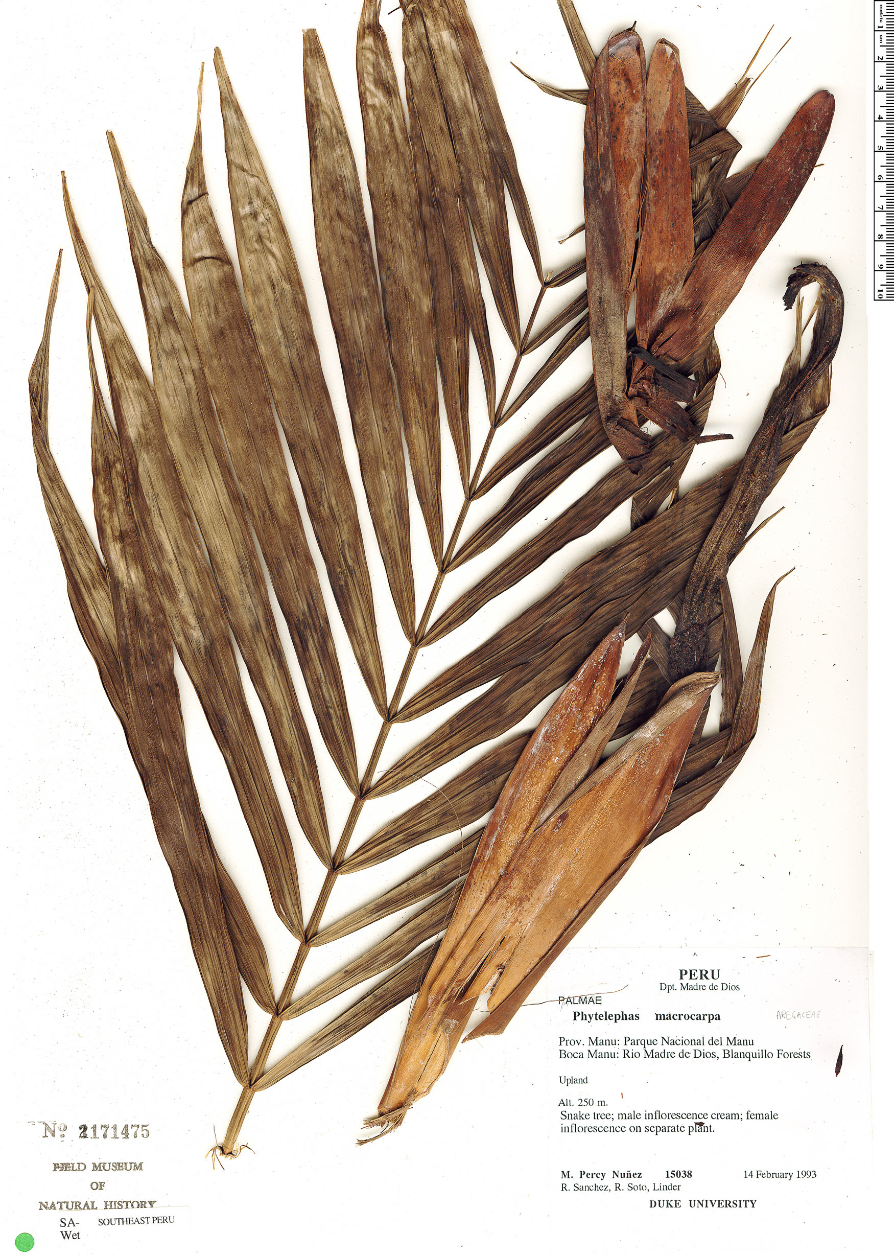 Phytelephas macrocarpa image
