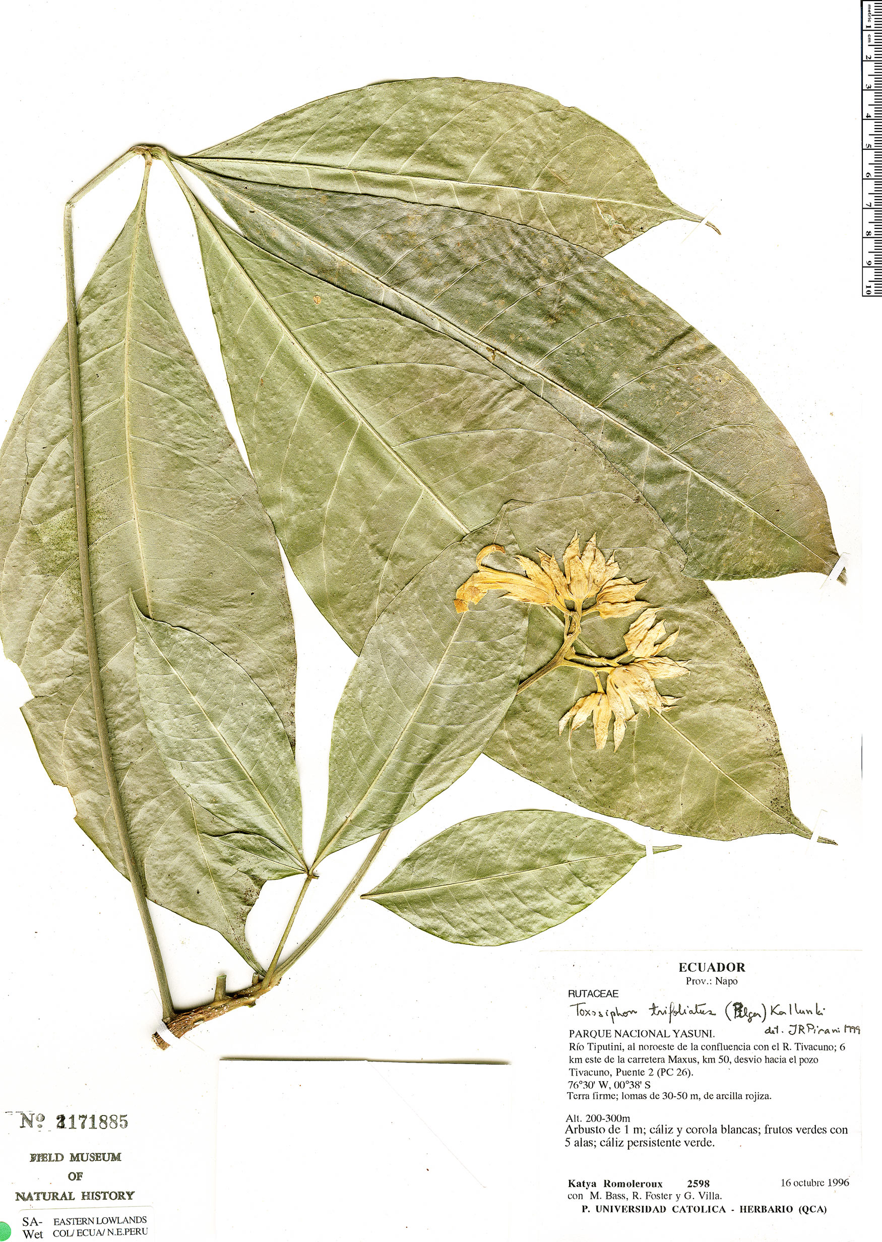 Toxosiphon trifoliatus image