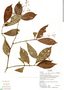 Psychotria sacciformis image