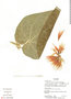 Gurania pyrrhocephala image